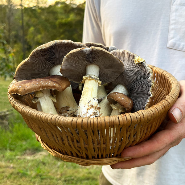 Wine Cap Mushroom Sawdust Spawn (Stropharia rugosoannulata)