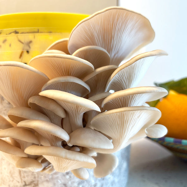 DIY Oyster Mushroom Bucket Kit