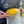 DIY Oyster Mushroom Bucket Kit