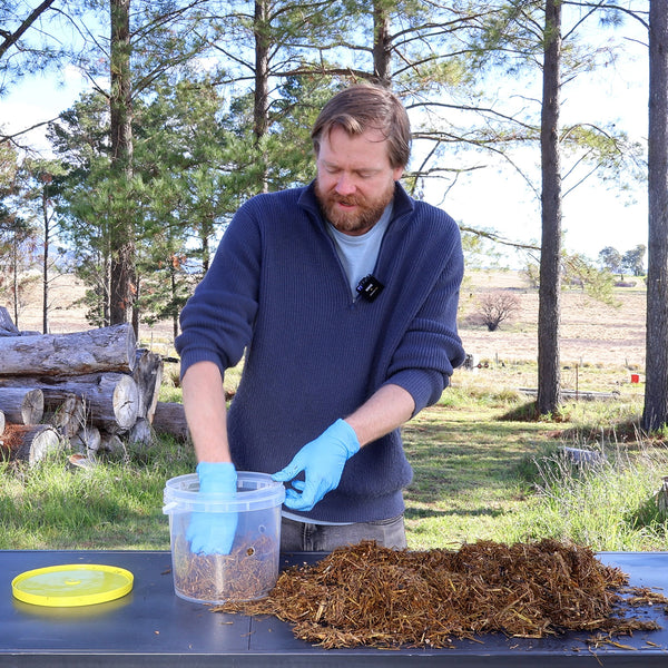 DIY Oyster Mushroom Bucket Kit