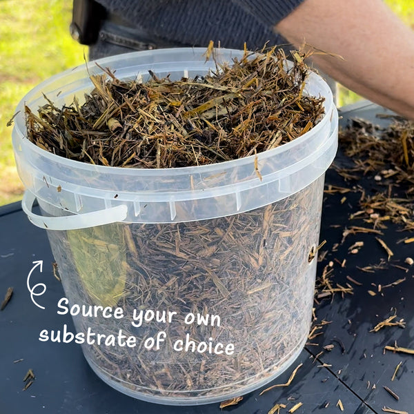 DIY Oyster Mushroom Bucket Kit