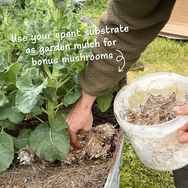 DIY Oyster Mushroom Bucket Kit