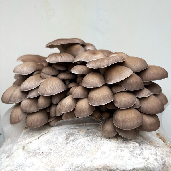 Blue Oyster FUJI Mushroom Grain Spawn
