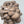 Blue Oyster FUJI Mushroom Grain Spawn