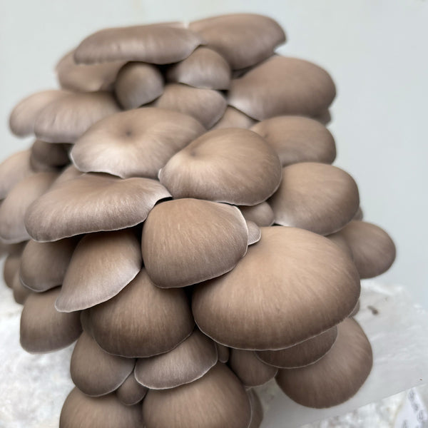 Blue Oyster FUJI Mushroom Grain Spawn