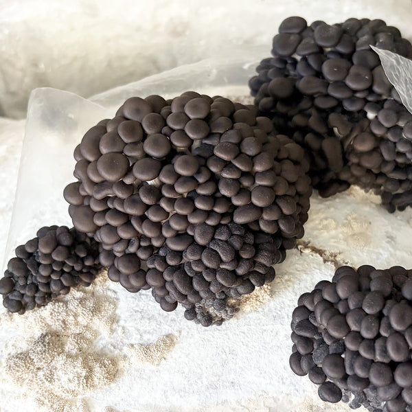 Blue Oyster FUJI Mushroom Grain Spawn