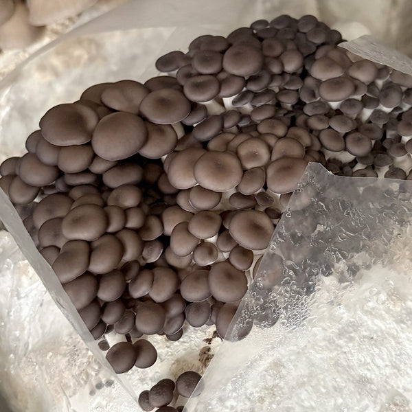 Blue Oyster FUJI Mushroom Grain Spawn