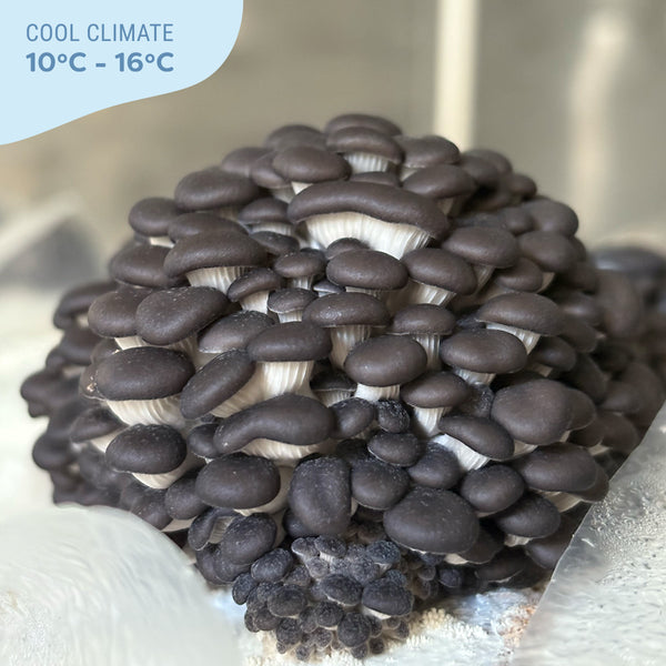Blue Oyster FUJI Mushroom Grain Spawn