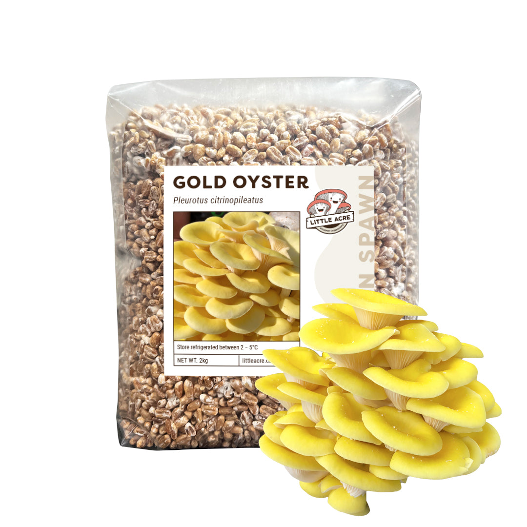 Gold Oyster Mushroom Spawn (Pleurotus citrinopileatus)