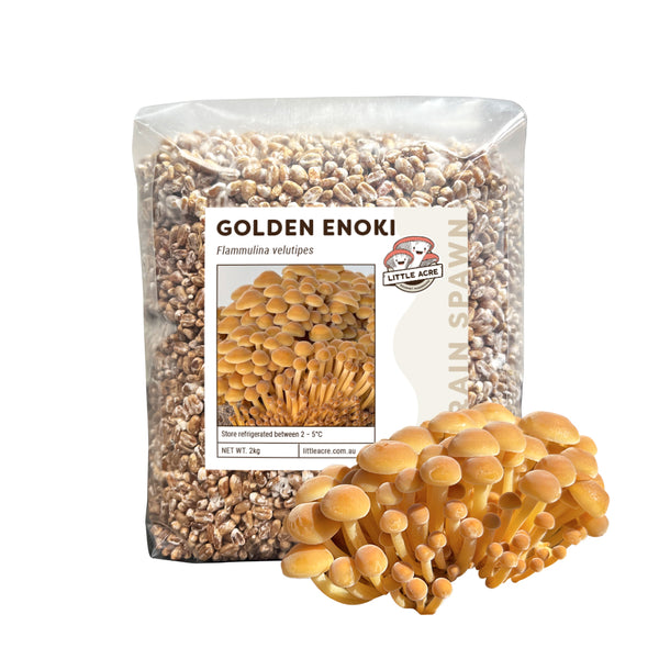 Golden Enoki Mushroom Spawn (Flammulina velutipes)