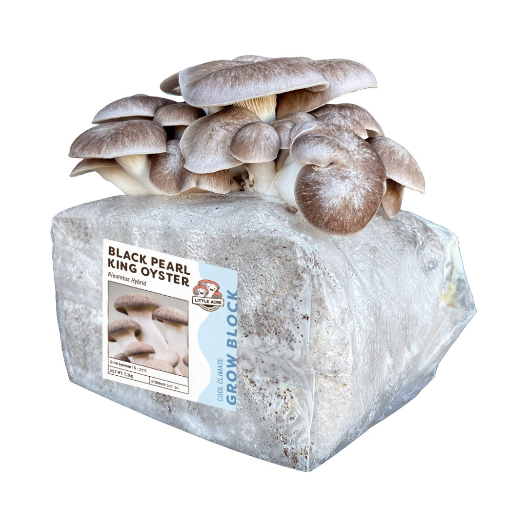 Black Pearl King Mushroom Grow Block | Little Acre – Little Acre Mushrooms