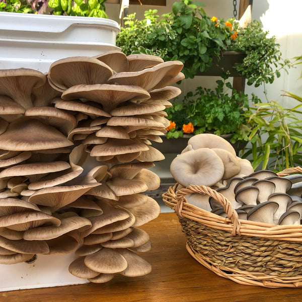 Intro to Home Mushroom Growing Workshop