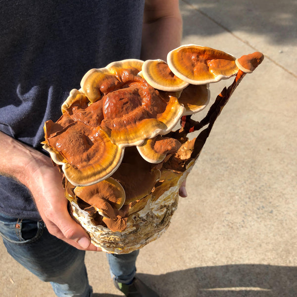 DIY Mushroom Log Kit