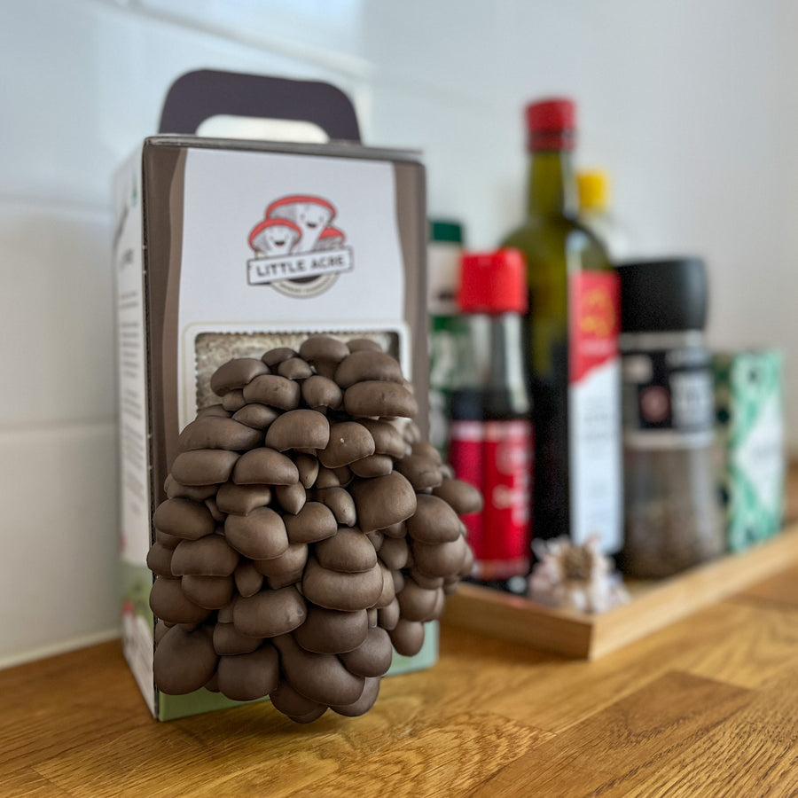 Chocolate Oyster Mushroom Grow Kit