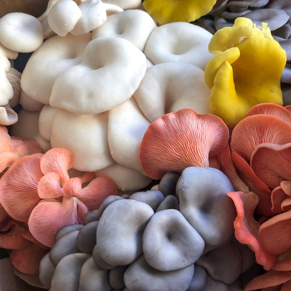 Intro to Home Mushroom Growing Workshop