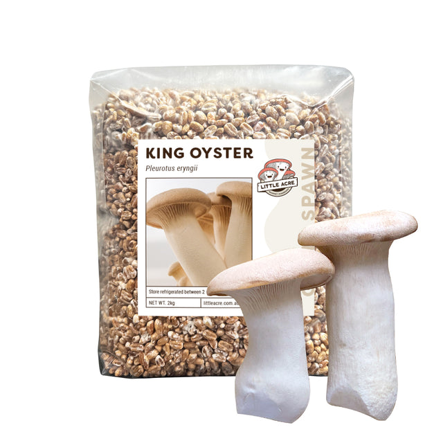 King Oyster Mushroom Spawn (Pleurotus eryngii)