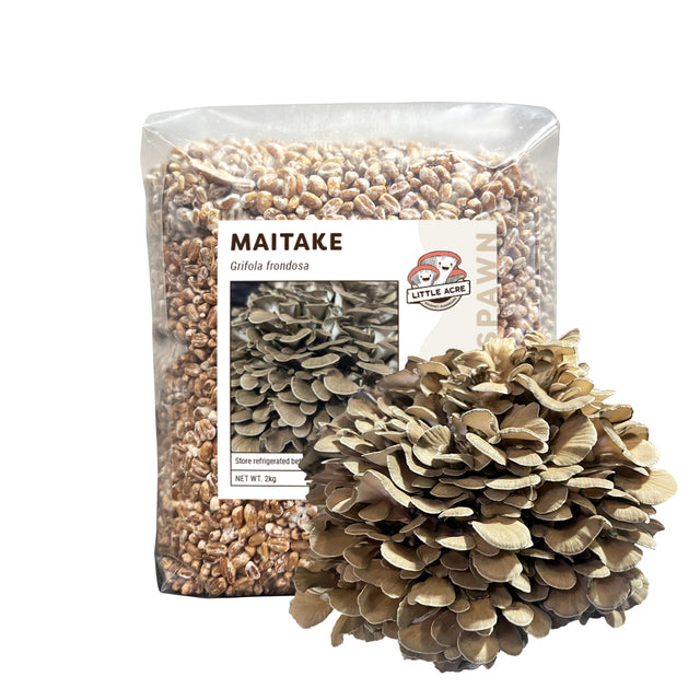 Maitake Mushroom Spawn (Grifola frondosa)