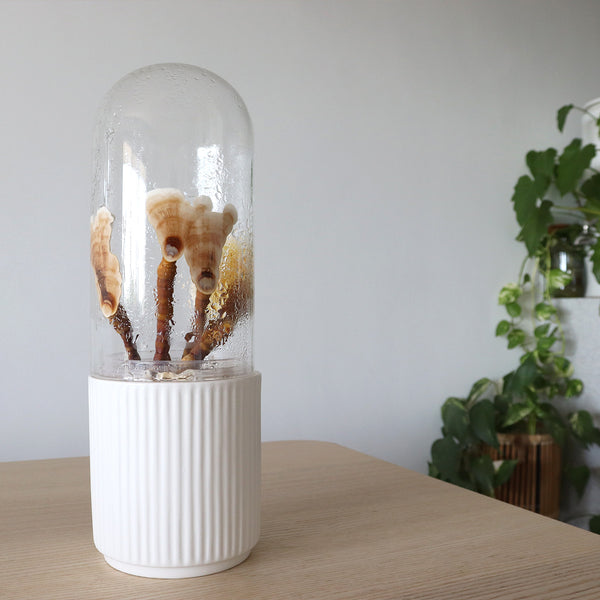 MycoDome - Mushroom Terrarium