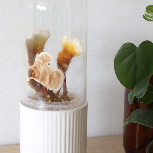 MycoDome - Mushroom Terrarium