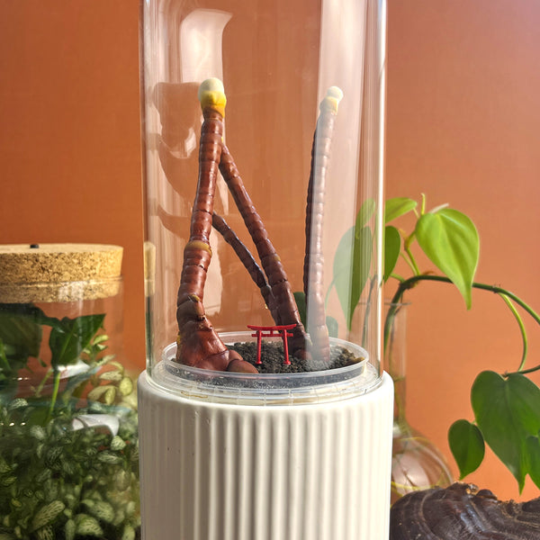 MycoDome - Mushroom Terrarium