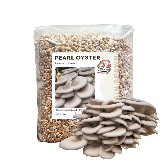 Pearl Oyster Mushroom Spawn (Pleurotus ostreatus)