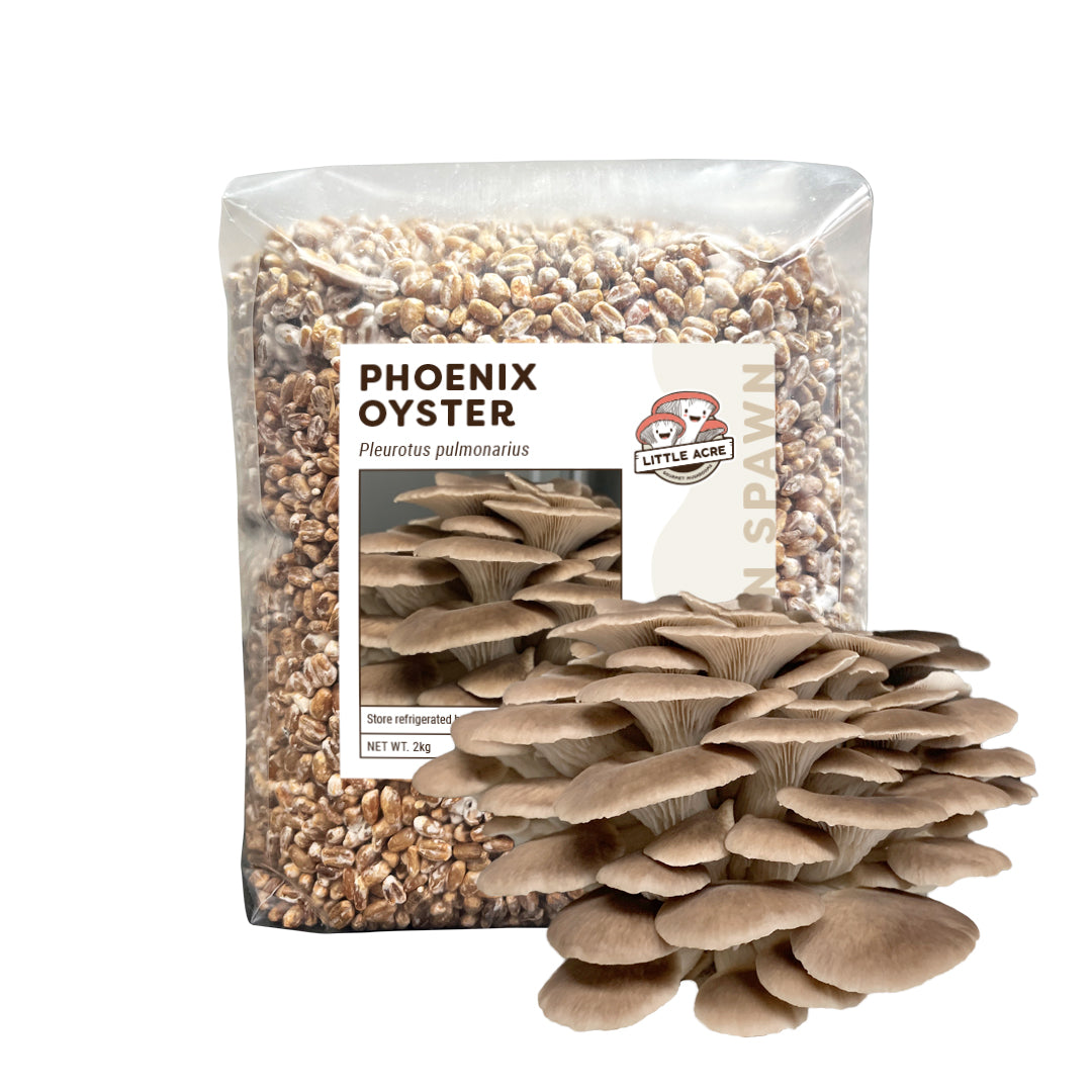 Phoenix Oyster Mushroom Spawn (Pleurotus pulmonarius)
