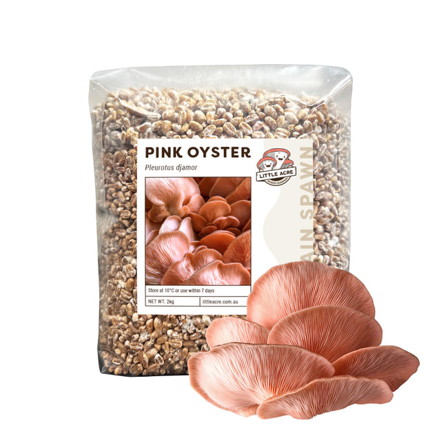 Pink Oyster Mushroom Spawn (Pleurotus djamor)