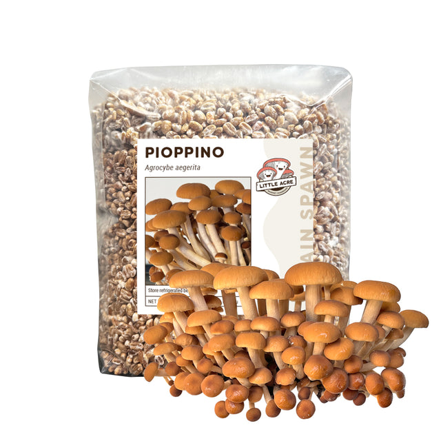 Pioppino Mushroom Spawn (Agrocybe aegerita)