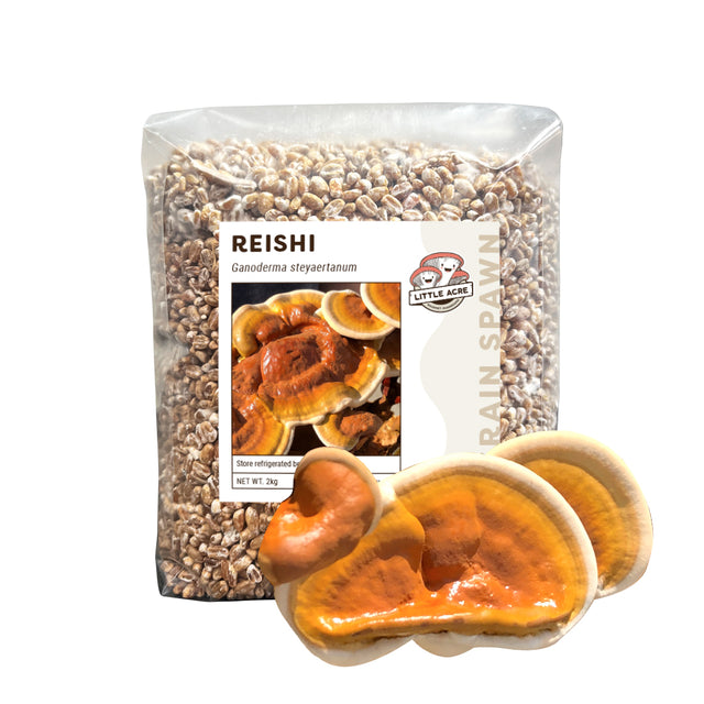 Reishi Mushroom Spawn (Ganoderma steyaertanum)