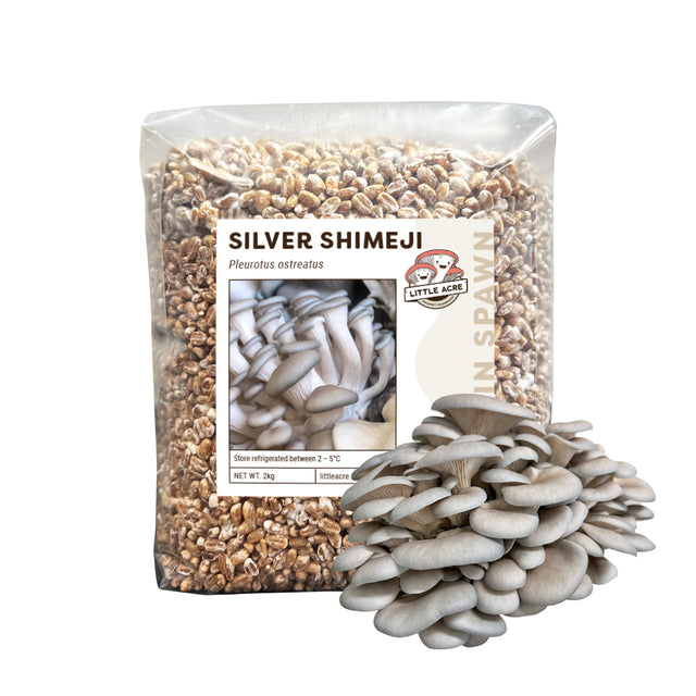 Silver Shimeji Mushroom Spawn (Pleurotus ostreatus)