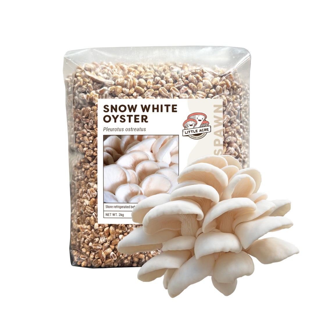 Snow White Oyster Mushroom Spawn (Pleurotus ostreatus)