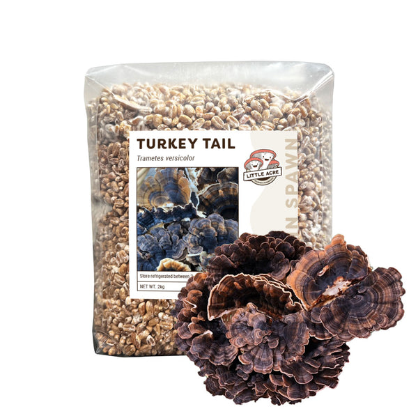 Turkey Tail Mushroom Spawn (Trametes versicolor)