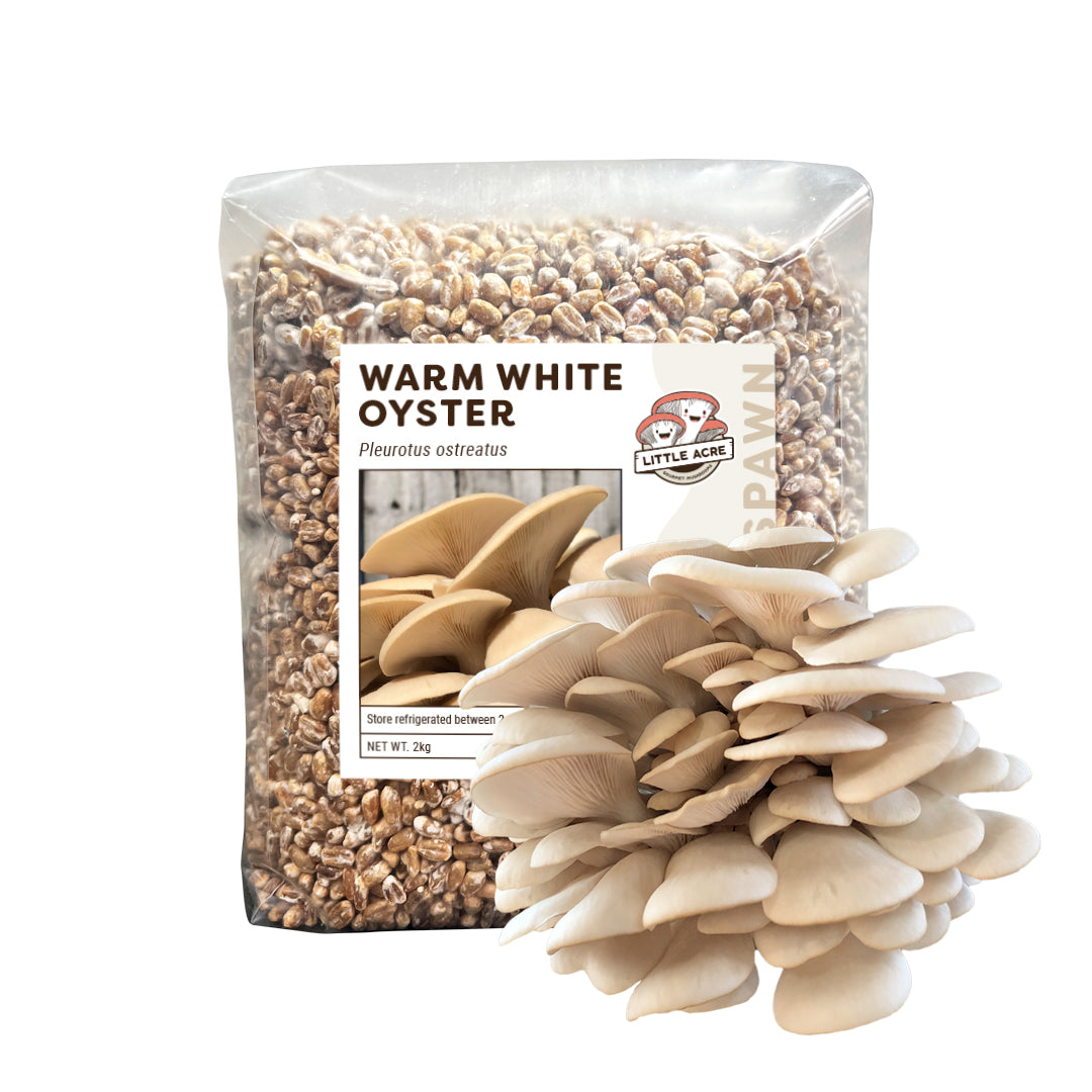 Warm White Oyster Mushroom Spawn (Pleurotus ostreatus)
