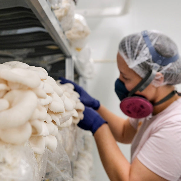 Mushroom Masterclass