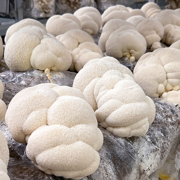 Mushroom Masterclass