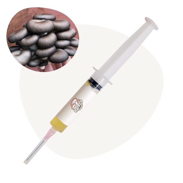 Chocolate Oyster Mushroom Liquid Culture Syringe