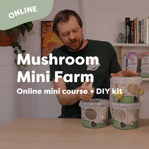 DIY Organic Mushroom Mini Farm + Mini Course