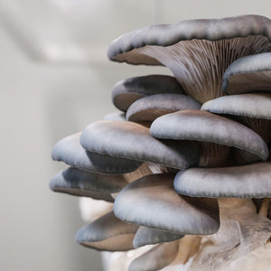 Blue Oyster Mushroom Spawn (Pleurotus ostreatus)