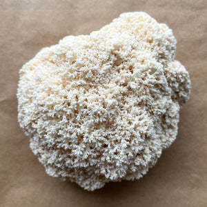 Coral Tooth Mushroom Spawn (Hericium coralloides)