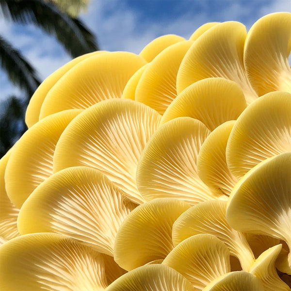 Gold Oyster Mushroom Spawn (Pleurotus citrinopileatus)