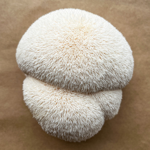 Lion's Mane Mushroom Spawn - Hulk (Hericium erinaceus)