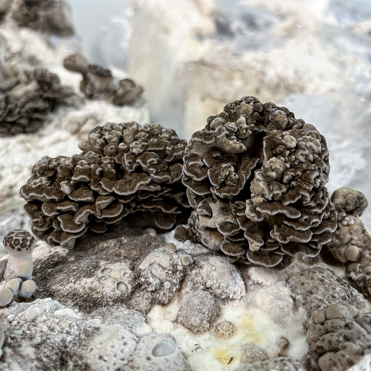 Maitake Mushroom Spawn (Grifola frondosa) Little Acre