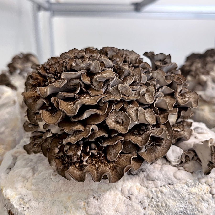 Maitake Mushroom Spawn (Grifola frondosa)