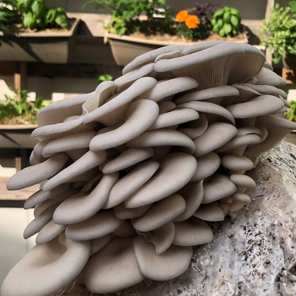 Pearl Oyster Mushroom Spawn (Pleurotus ostreatus)