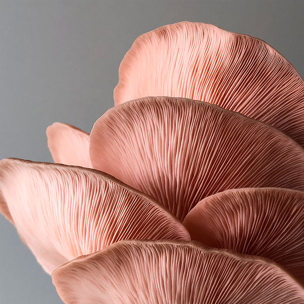 Pink Oyster Mushroom Spawn (Pleurotus djamor)