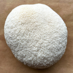 Lion's Mane Mushroom Spawn - Pom Pom (Hericium erinaceus)