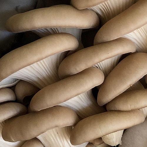 Butterscotch Oyster Mushroom Spawn (Pleurotus ostreatus)