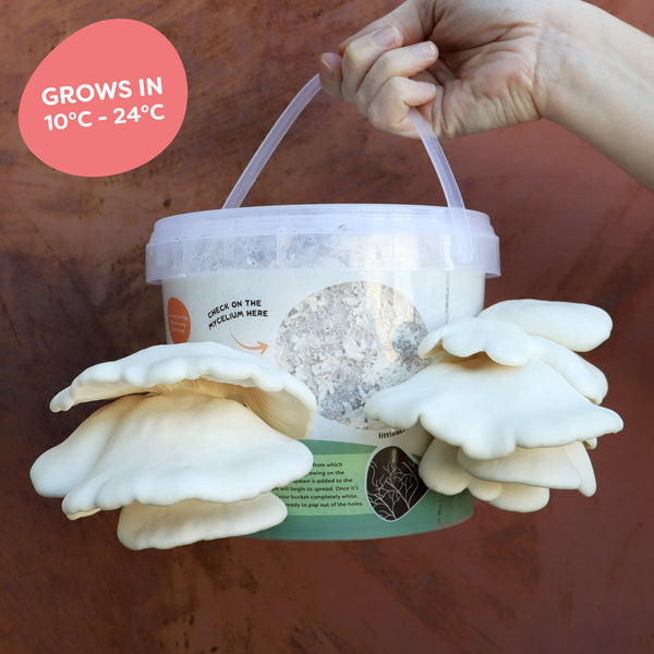 DIY Organic Mushroom Mini Farm + Mini Course