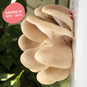 DIY Organic Mushroom Mini Farm + Mini Course