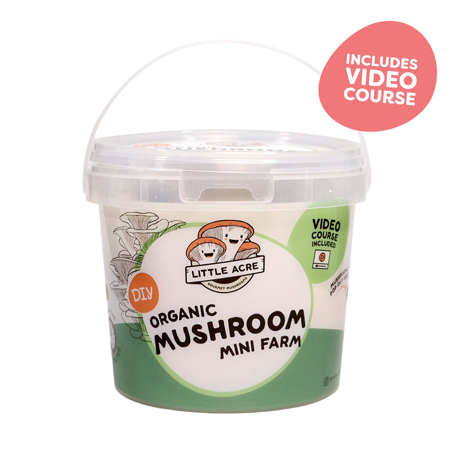DIY Organic Mushroom Mini Farm + Mini Course